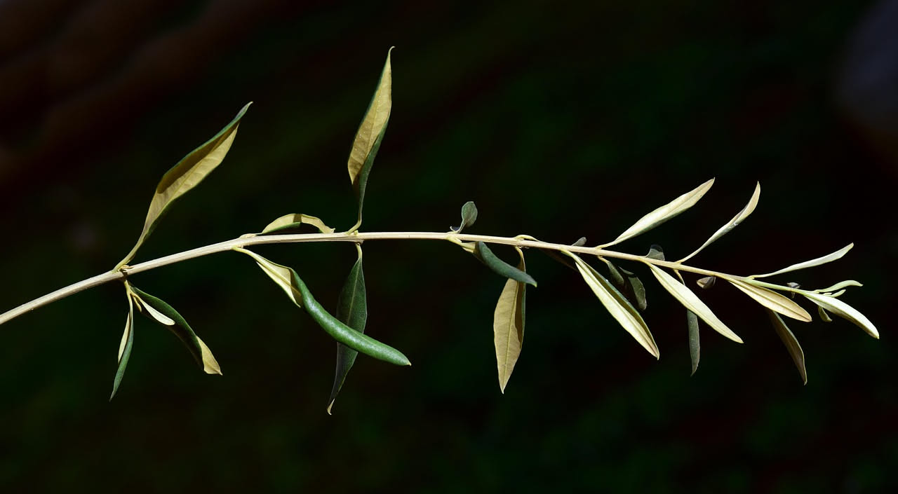 Foglie di ulivo gialle: cause comuni e rimedi per la salute della pianta.