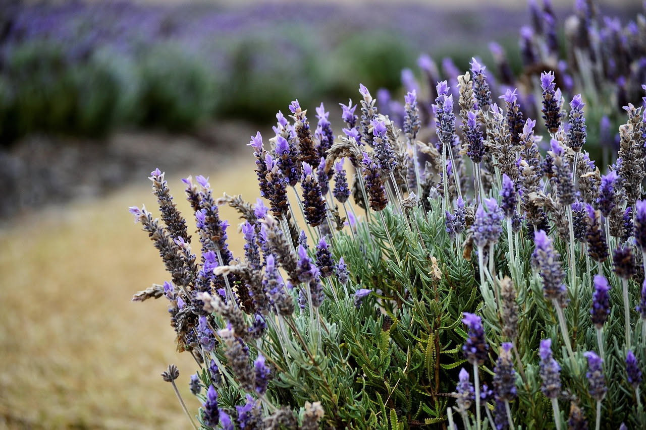 Potatura della lavanda: tecniche e tempi per fiori duraturi e rigogliosi nel giardino.
